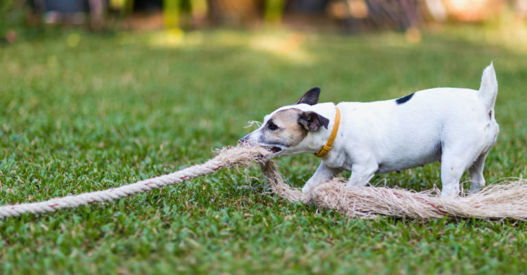 Dog Daycare Insurance