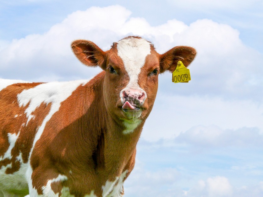 importance ear tags cattle tag